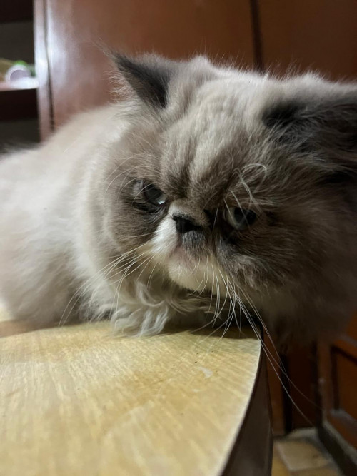 Felipe