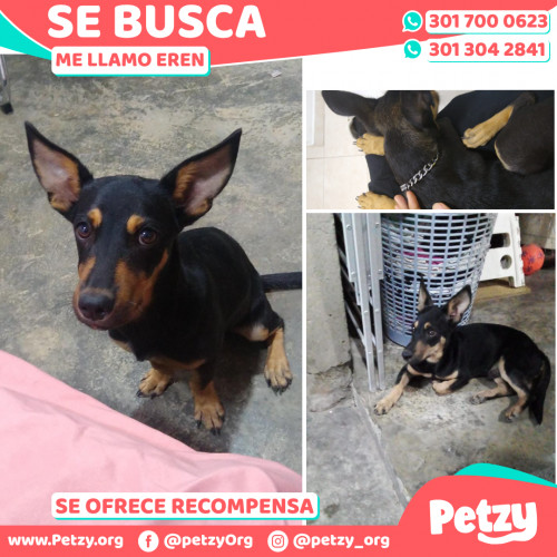 Foto de mascota Eren