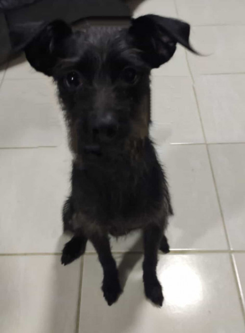 Oreo