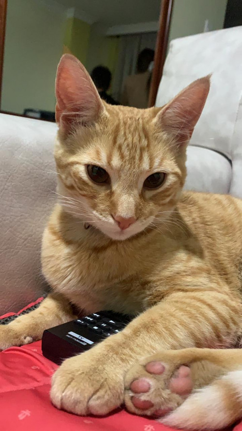 Fifi