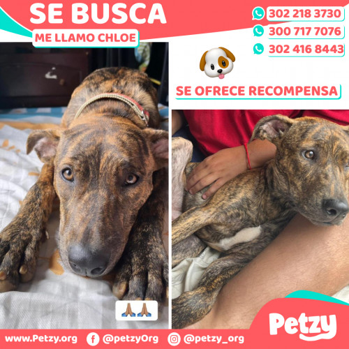 Foto de mascota Chloe