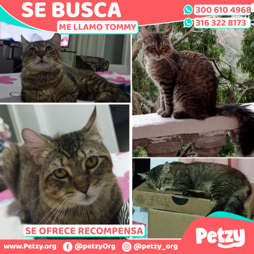 Foto de mascota Tommy