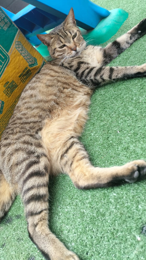 Pancha