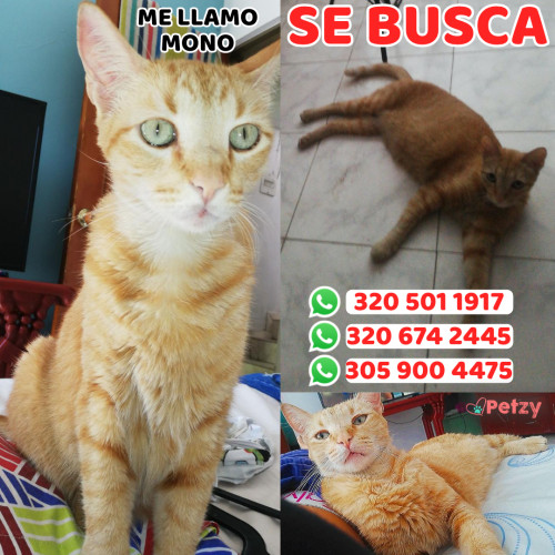 Foto de mascota Mono