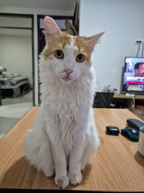 Kiara