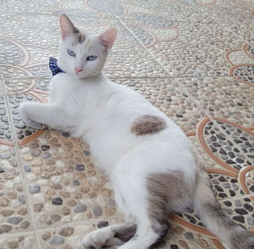 Kala