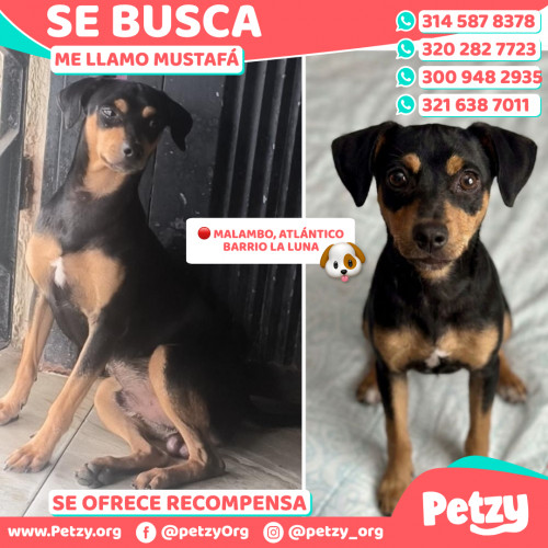 Foto de mascota Mustafá