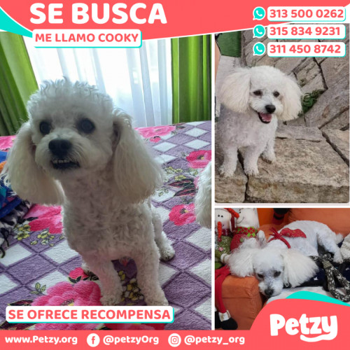 Foto de mascota Cooky