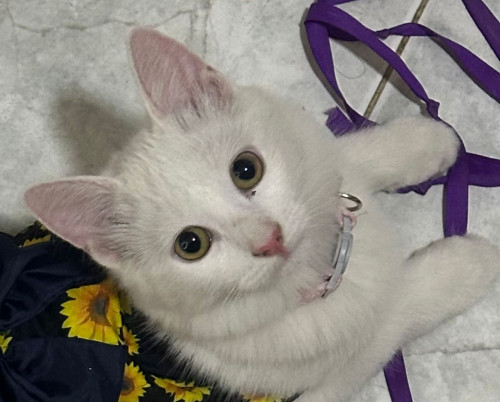 Kitty