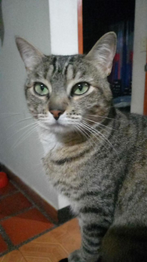 Alondra