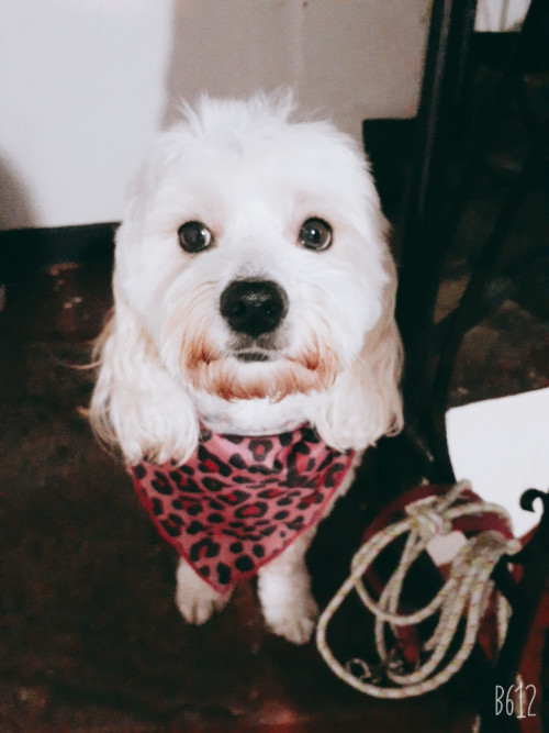 Maily