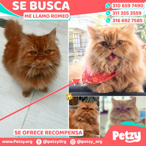 Foto de mascota Romeo