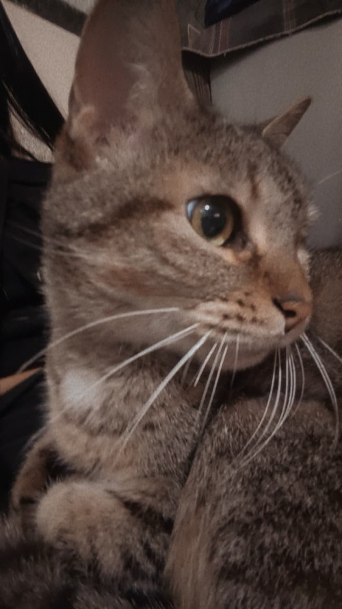 Milu