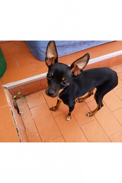 Timoteo