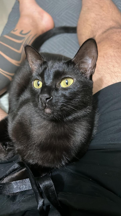 Chimuelita