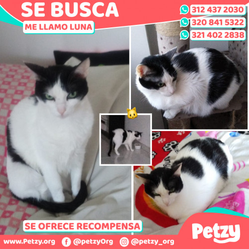 Foto de mascota Luna