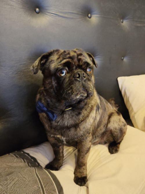 Enzo