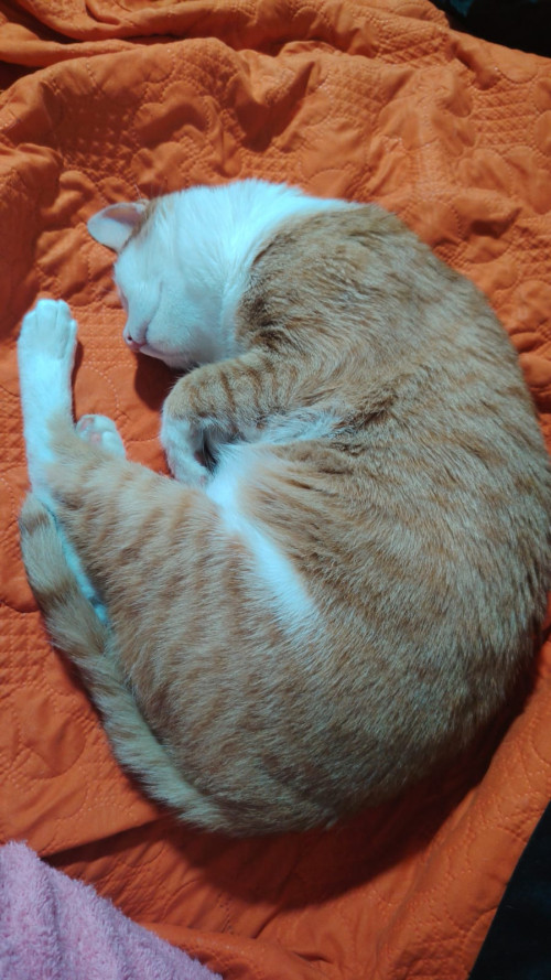Jerry