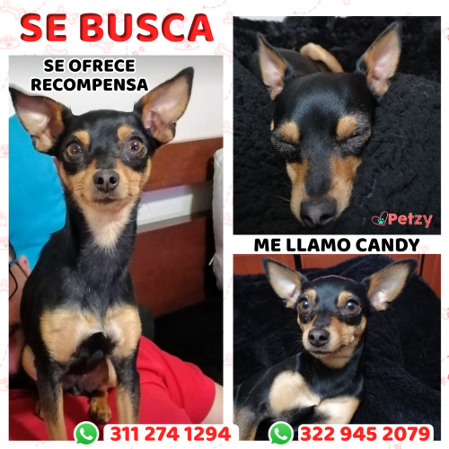 Foto de mascota Candy