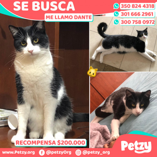 Foto de mascota Dante