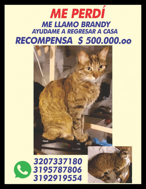 Brandy