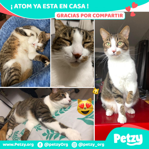 Foto de mascota Atom