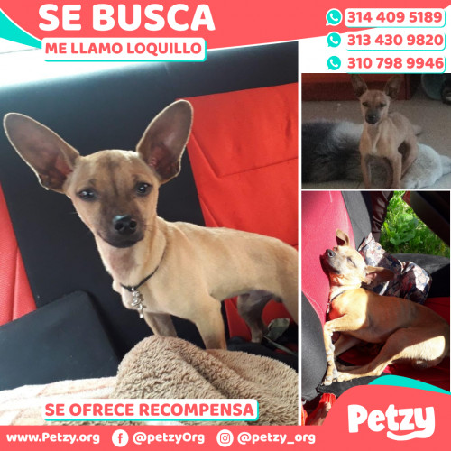 Foto de mascota Loquillo