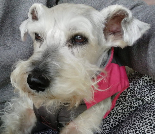 Peluche