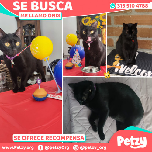 Foto de mascota Ónix