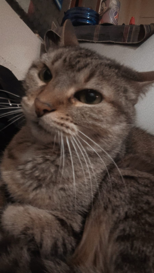 Milu