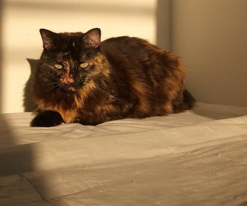 Lola