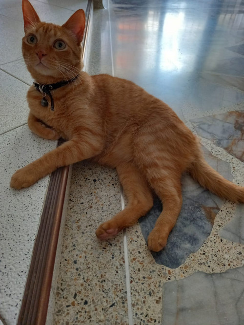 Aslan 
