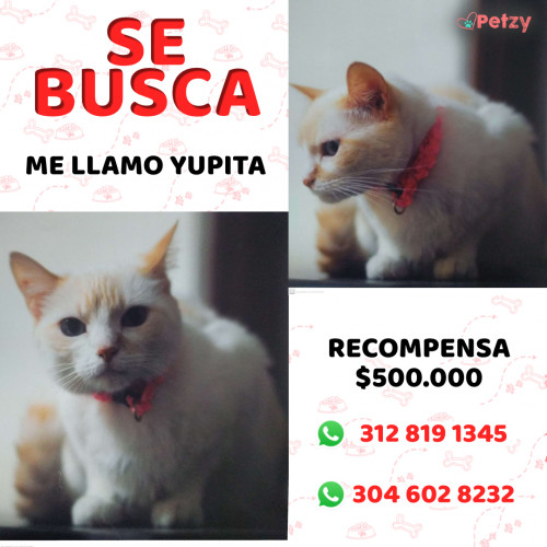 Foto de mascota Yupita