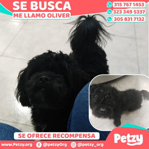 Foto de mascota Oliver