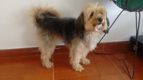 Manchas