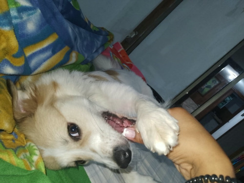 Princesa Violet