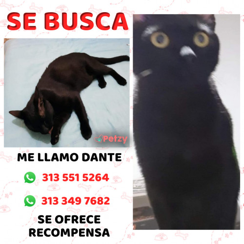 Foto de mascota Dante