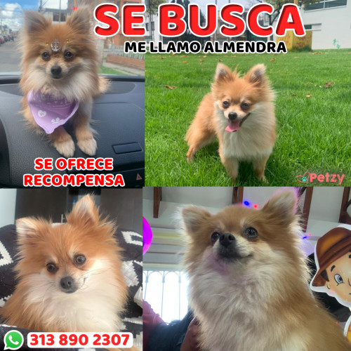 Foto de mascota Almendra 