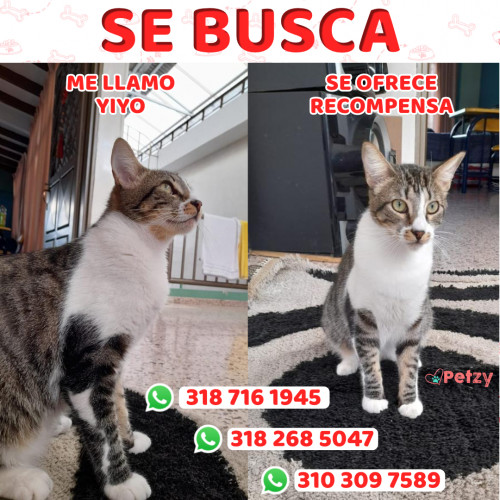 Foto de mascota Yiyo