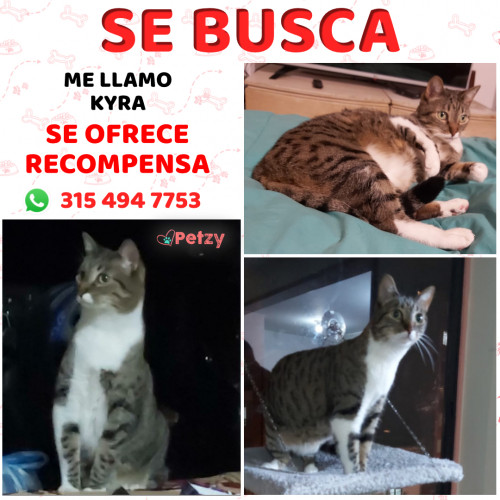 Foto de mascota Kyra