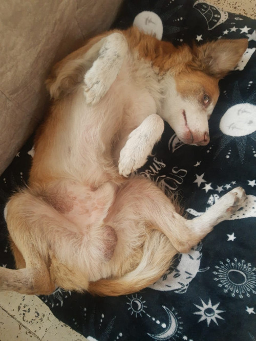 Toby