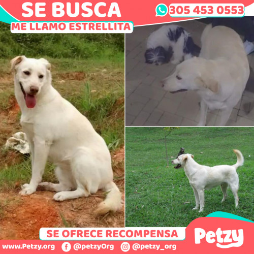 Foto de mascota Estrellita