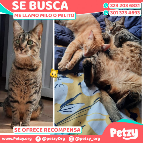 Foto de mascota Milito