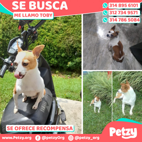 Foto de mascota Toby