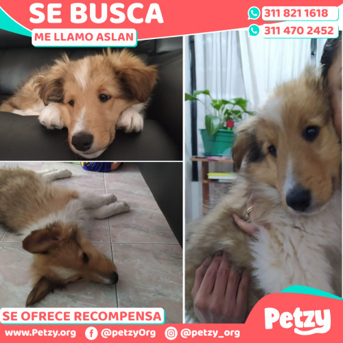 Foto de mascota Aslan