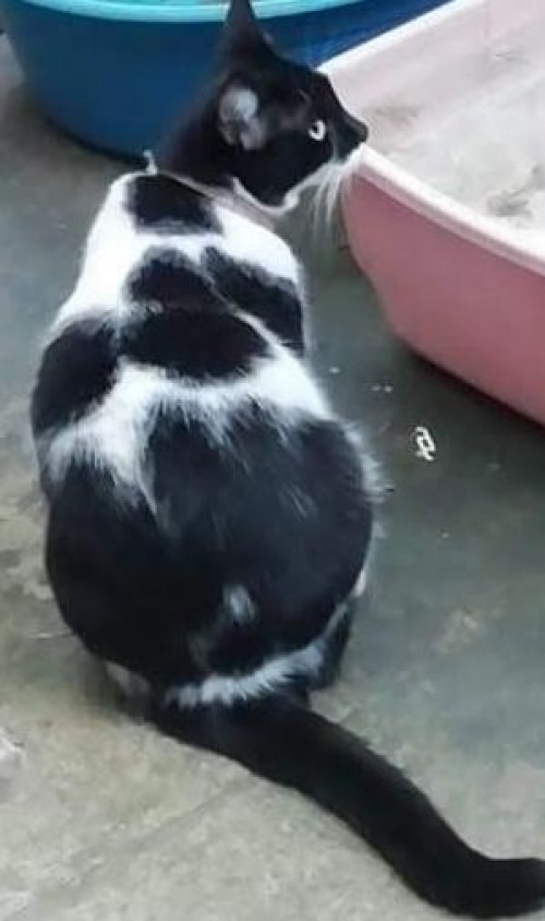 Manchitas