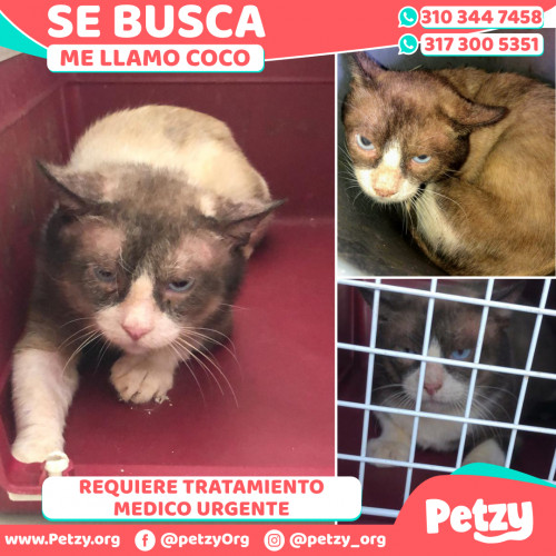 Foto de mascota Coco