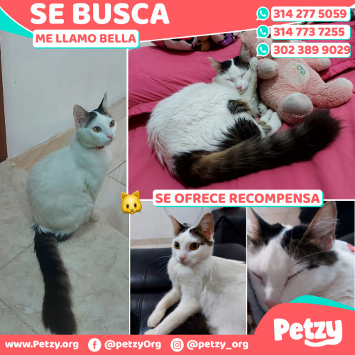 Foto de mascota Bella