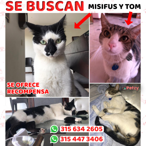 Foto de mascota Misfus Y Tom 