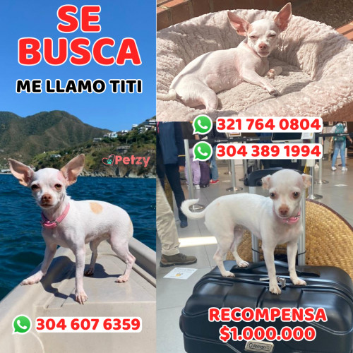 Foto de mascota Titi